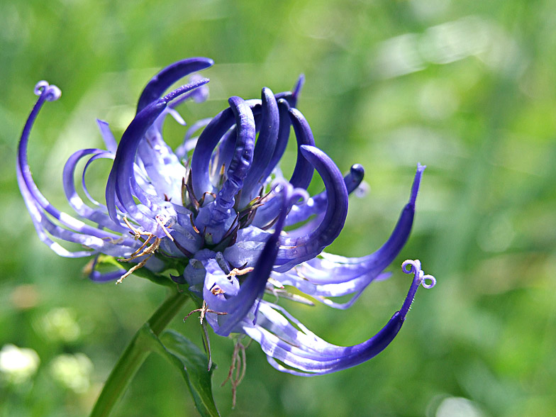 Phyteuma hemisphaericum