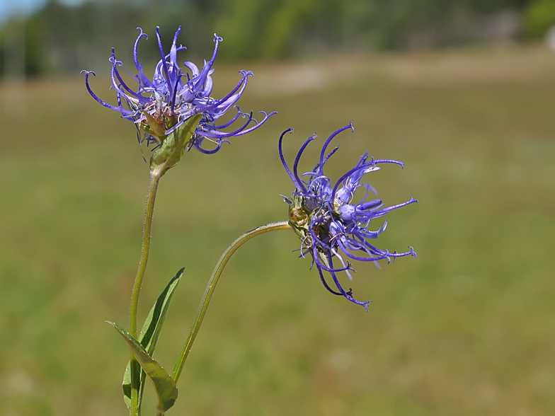 Phyteuma orbiculare