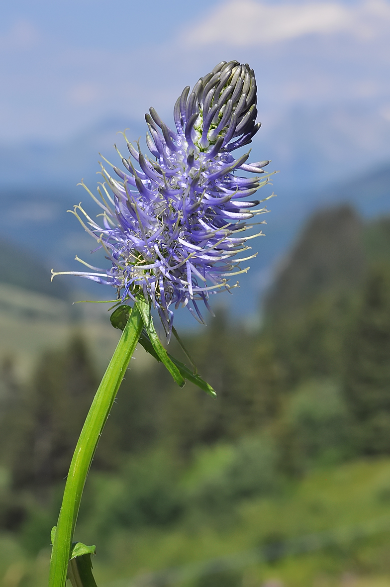 Phyteuma spicatum