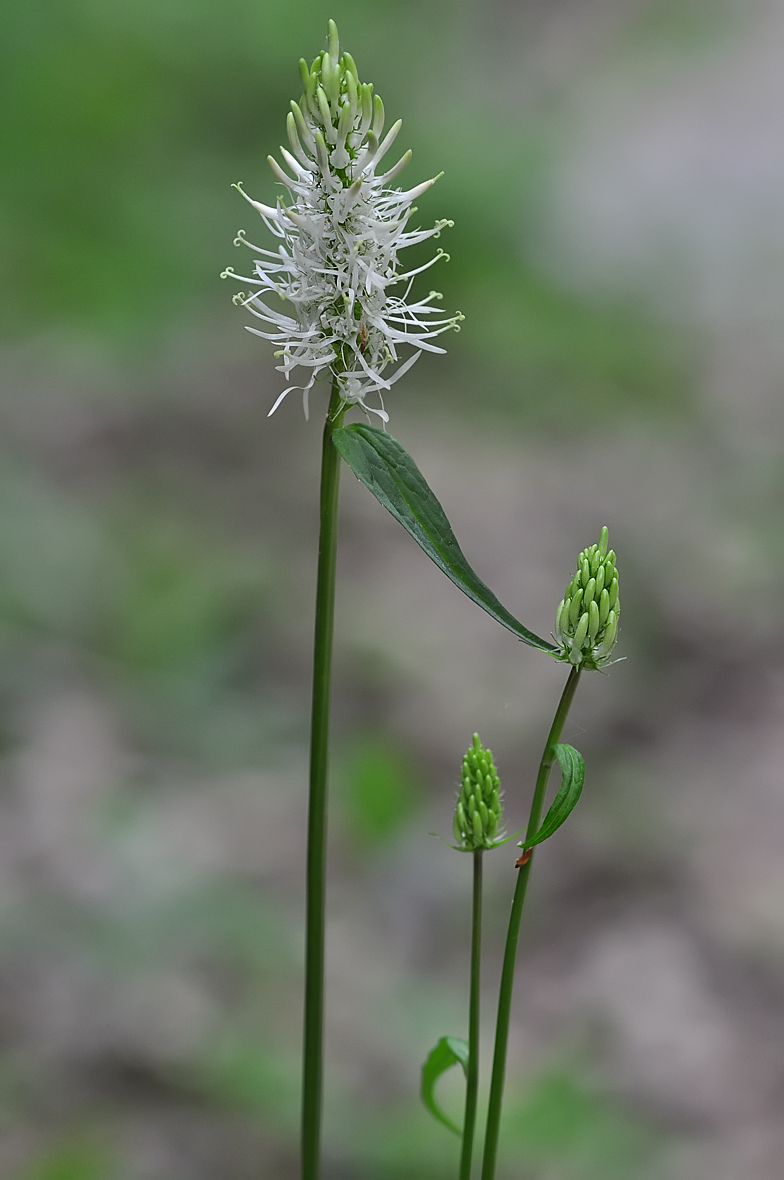 Phyteuma spicatum