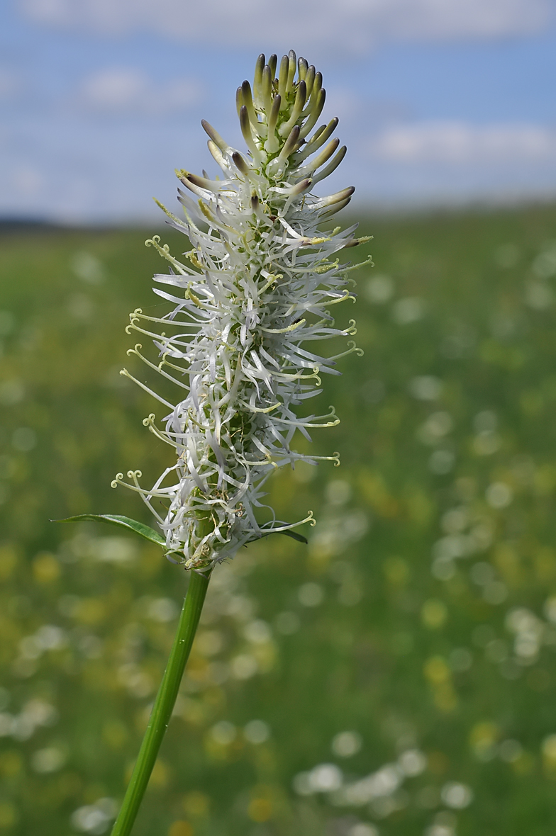 Phyteuma spicatum