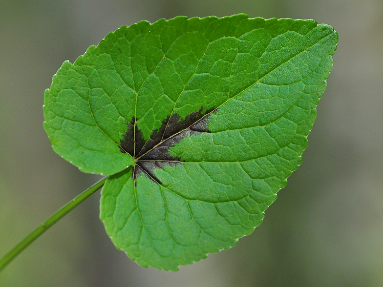 Phyteuma spicatum