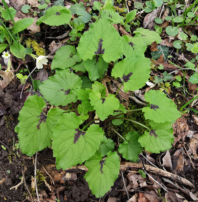 Phyteuma spicatum feuilles