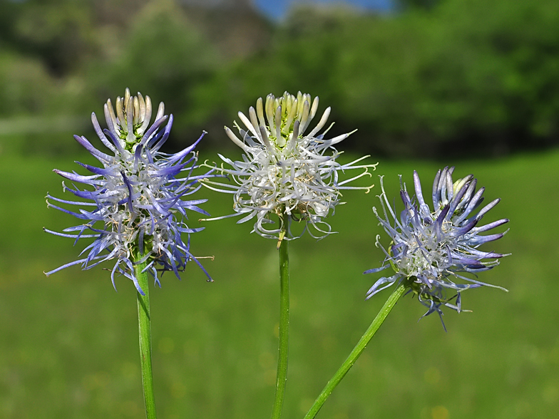 Phyteuma spicatum