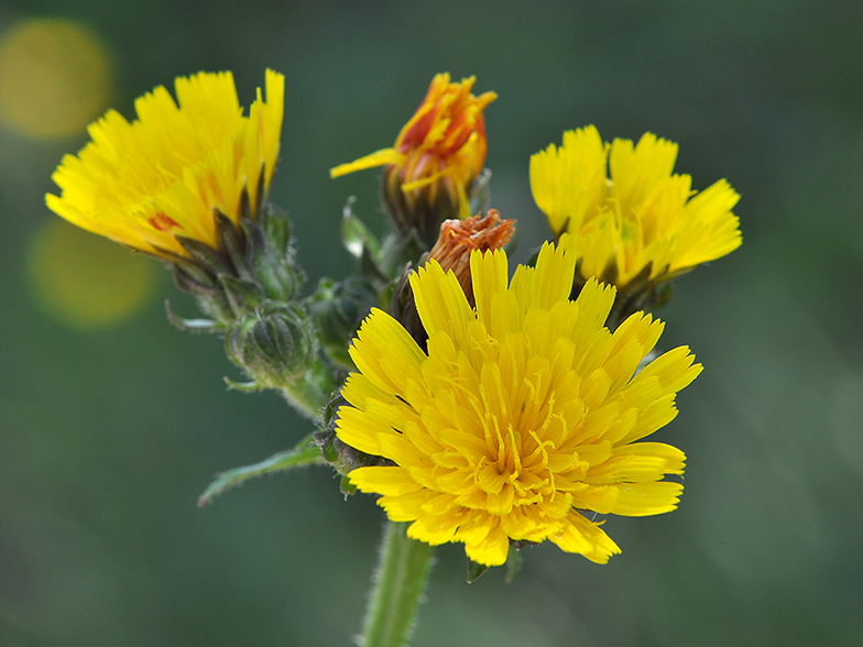 Picris hieracioides