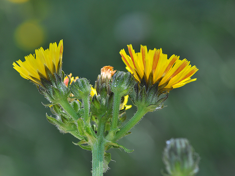 Picris hieracioides