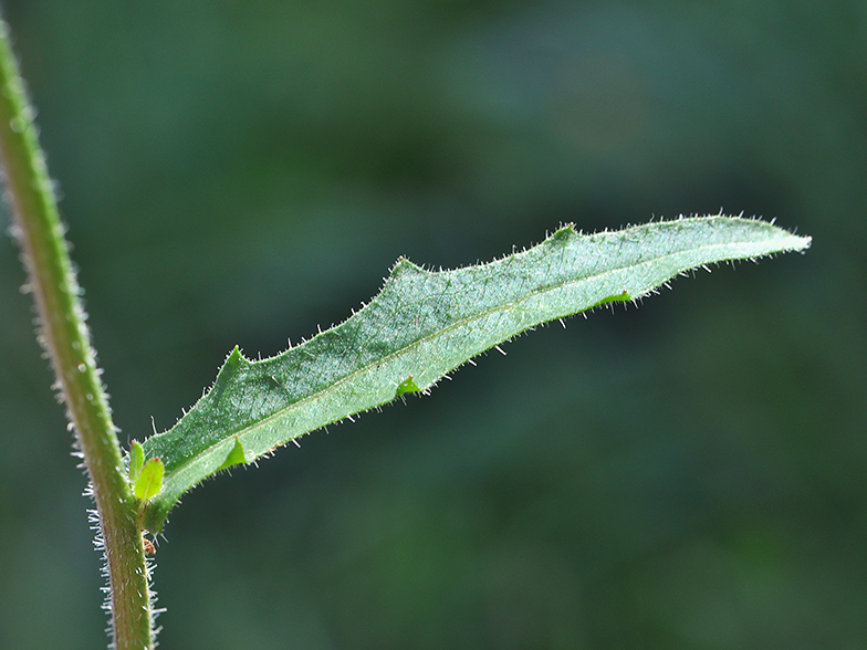 Picris hieracioides