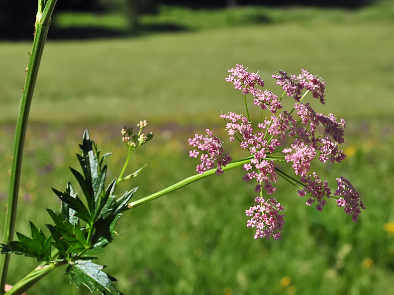 Pimpinella major