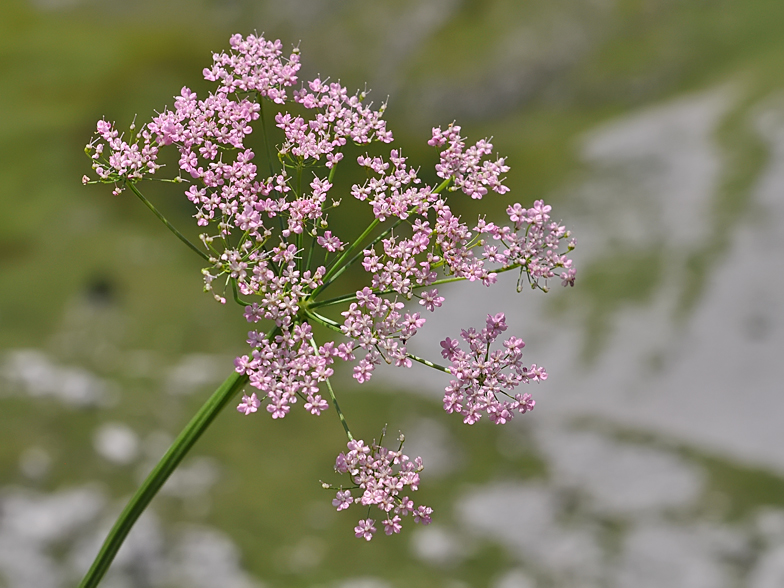 Pimpinella major