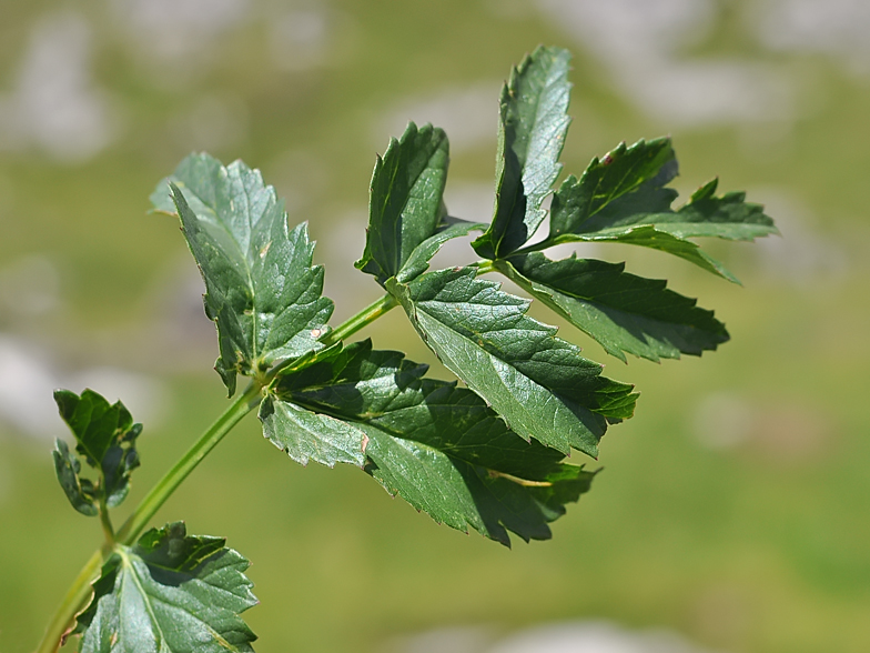 Pimpinella major