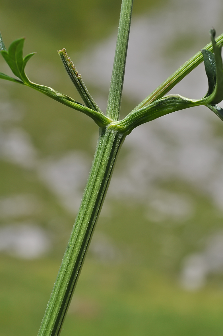 Pimpinella major