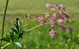 Pimpinella major