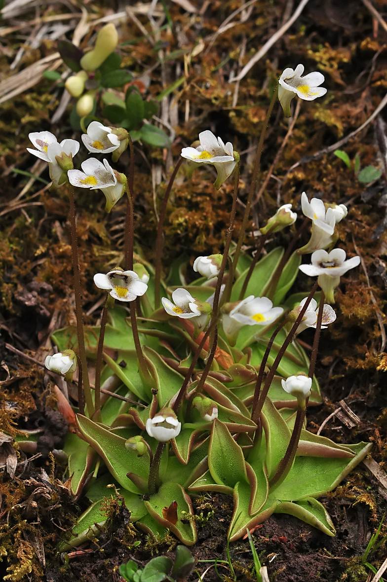 Pinguicula alpina