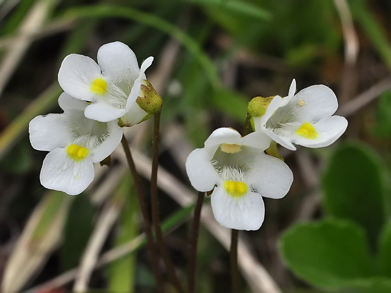 Pinguicula alpina