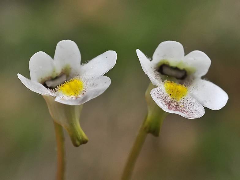 Pinguicula alpina