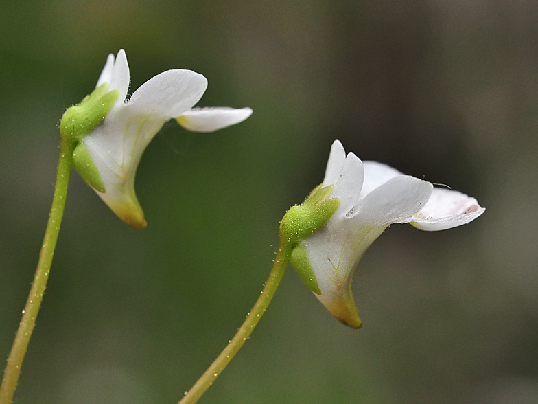 Pinguicula alpina