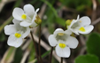 Pinguicula alpina