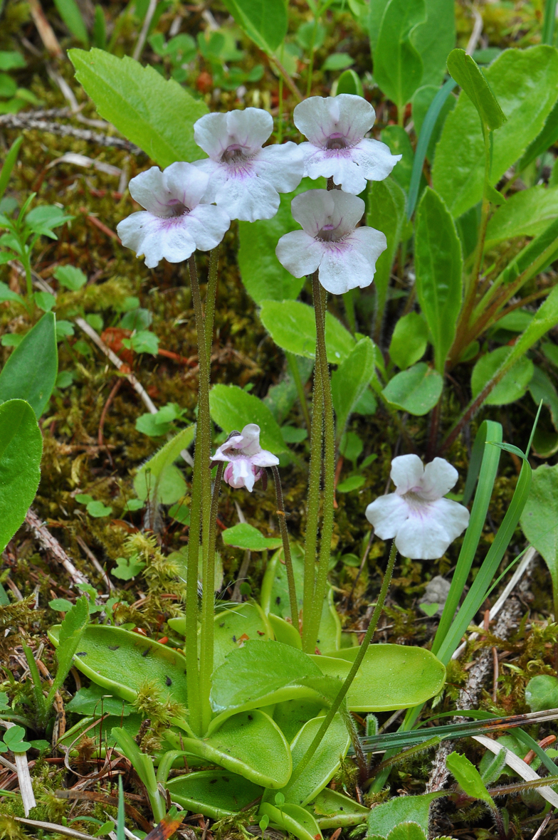 Pinguicula grandiflora ssp. rosea