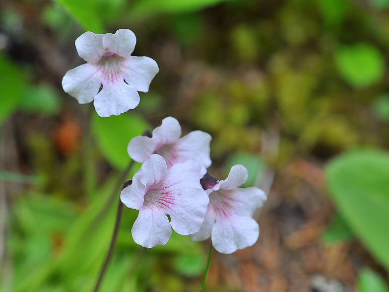 Pinguicula grandiflora ssp. rosea