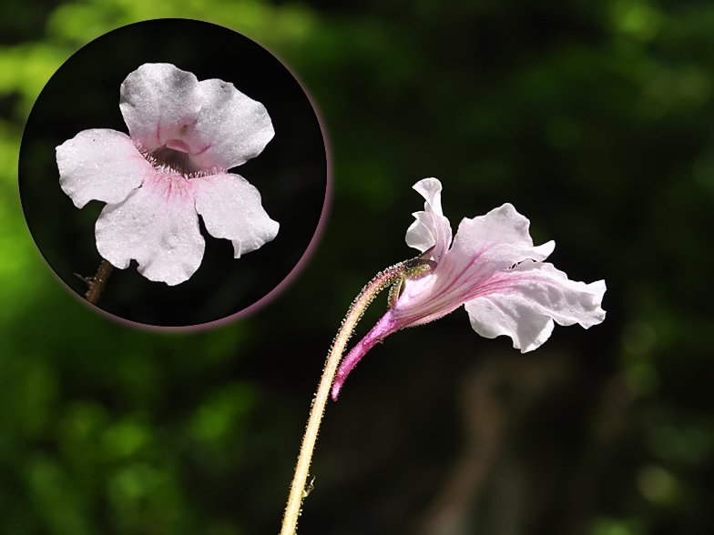 Pinguicula grandiflora ssp. rosea