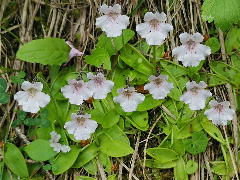 Pinguicula grandiflora ssp. rosea