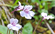 Pinguicula grandiflora ssp. rosea