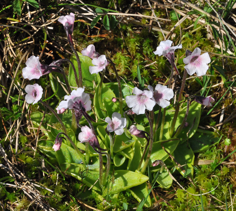 Pinguicula grandiflora ssp. rosea