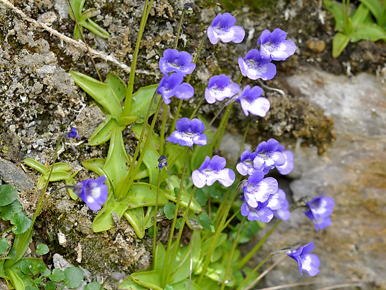 Pinguicula vulgaris