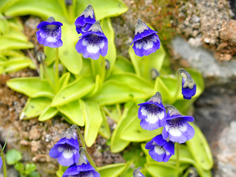 Pinguicula vulgaris