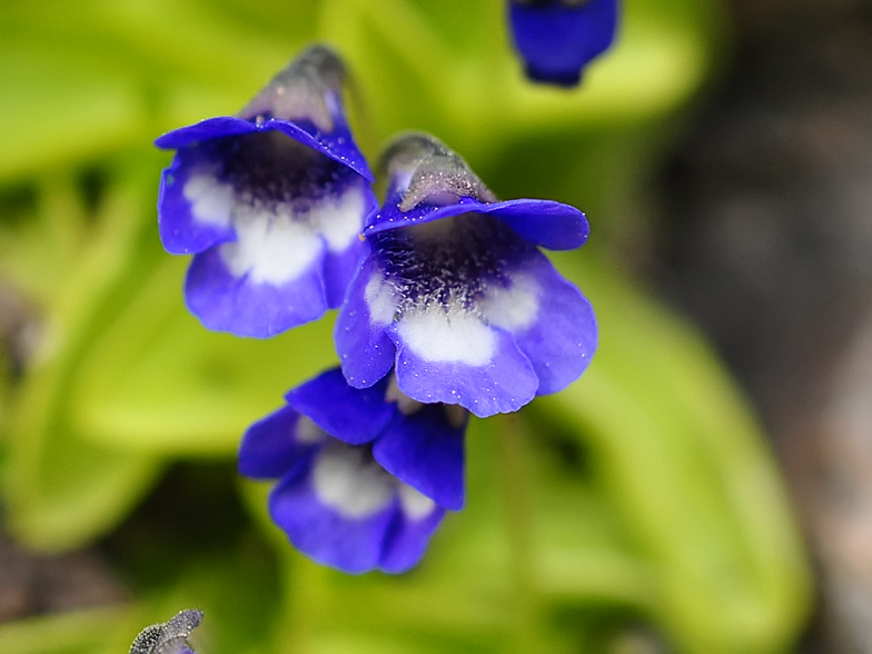 Pinguicula vulgaris