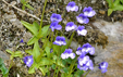 Pinguicula vulgaris