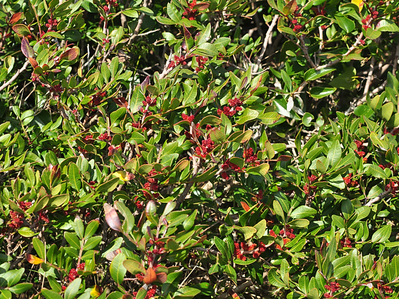 Pistacia lentiscus