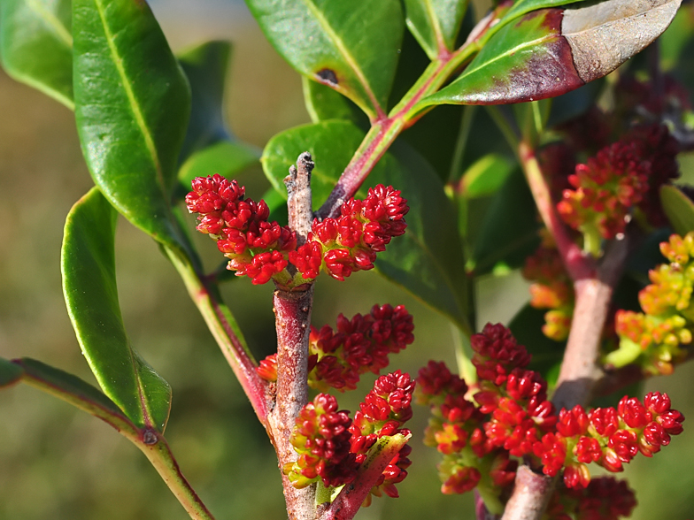 Pistacia lentiscus