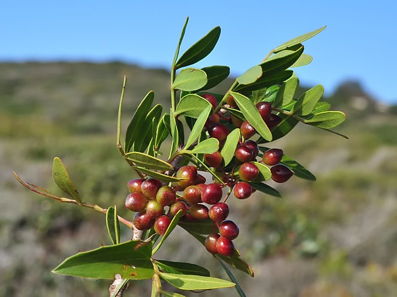 Pistacia lentiscus