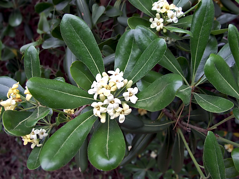 Pittosporum tobira