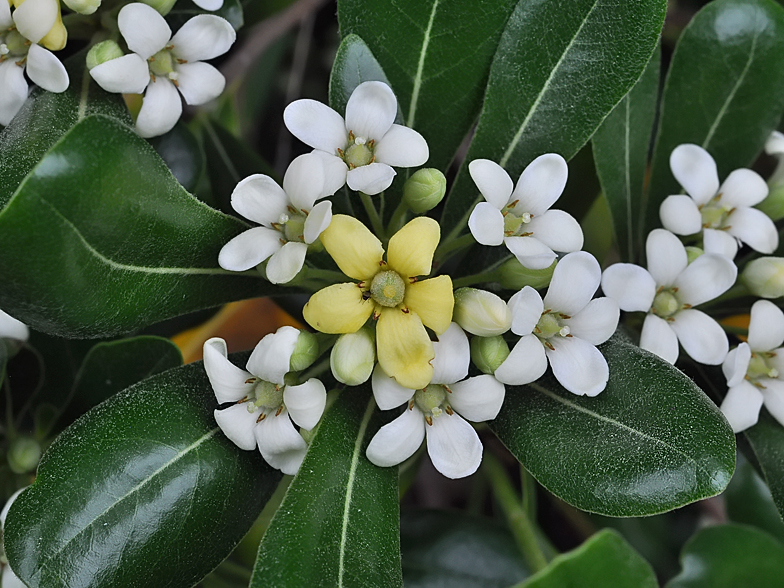 Pittosporum tobira