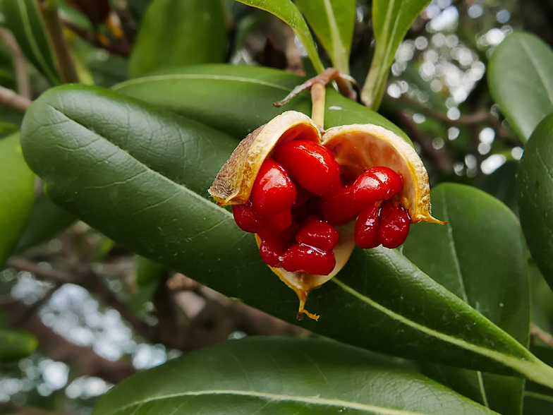 Pittosporum tobira