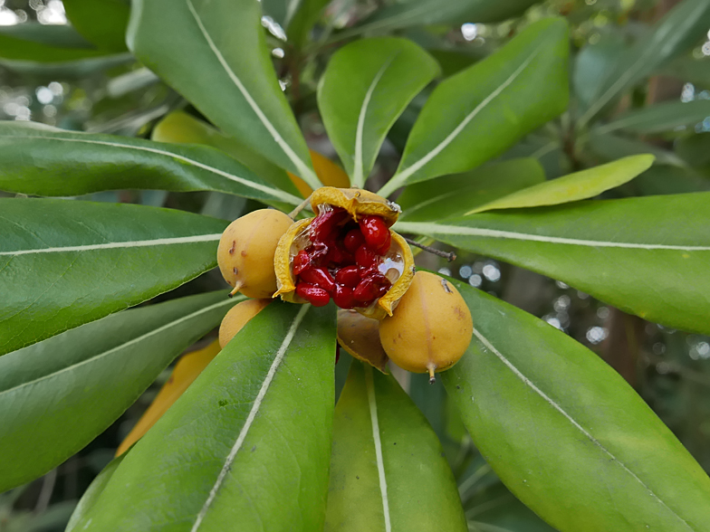 Pittosporum tobira