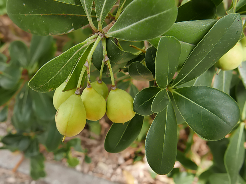 Pittosporum tobira