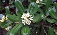 Pittosporum tobira