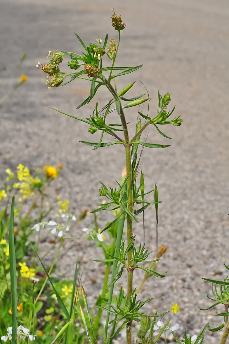 Plantago afra