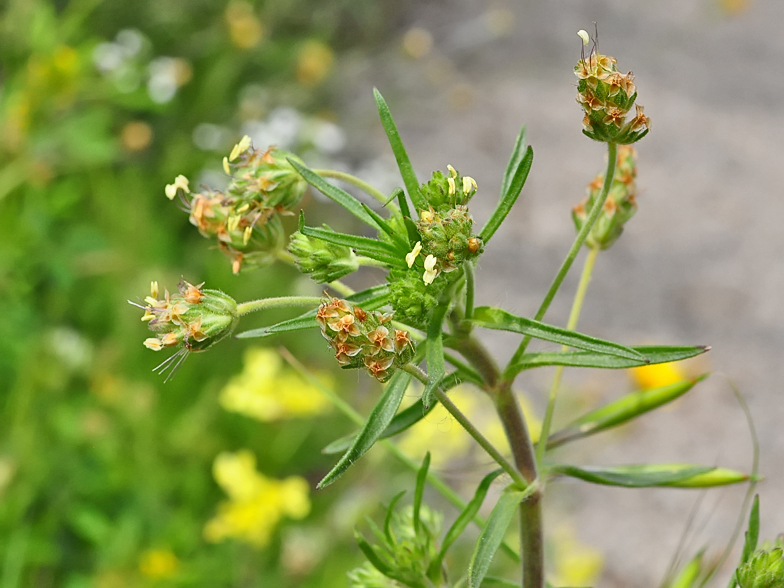 Plantago afra