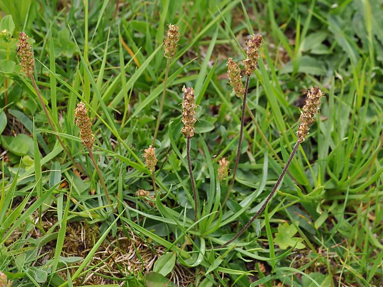 Plantago alpina