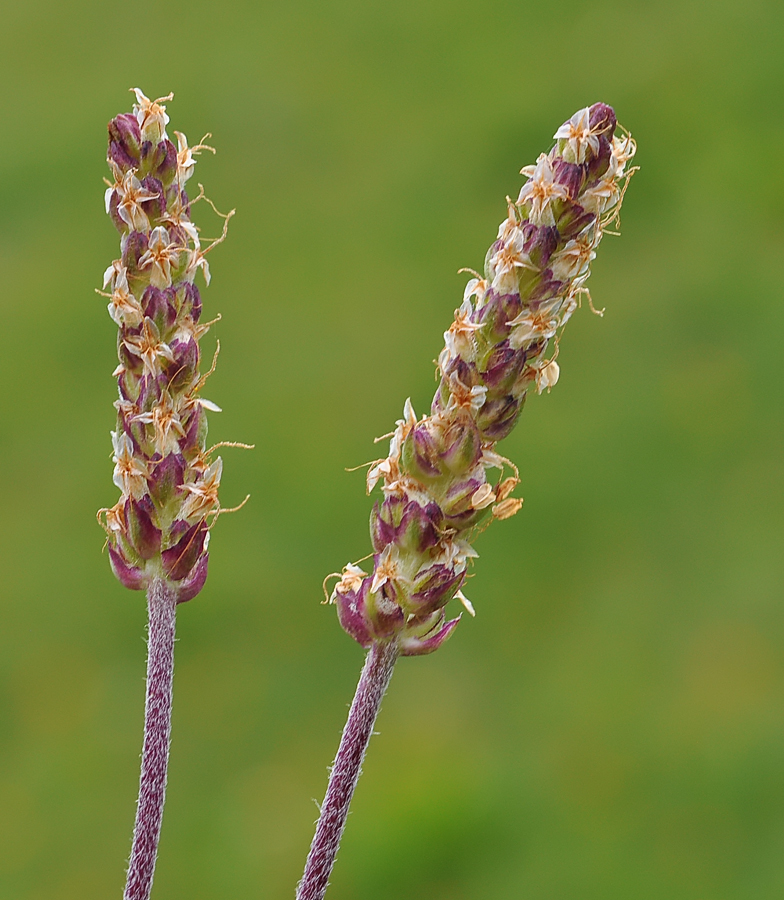 Plantago alpina