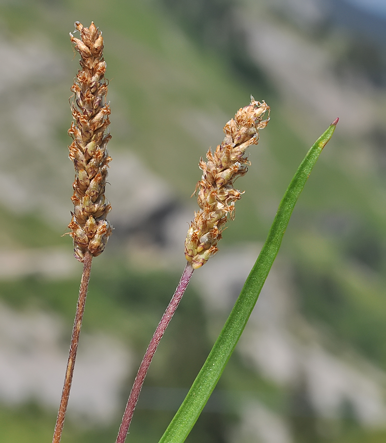 Plantago alpina