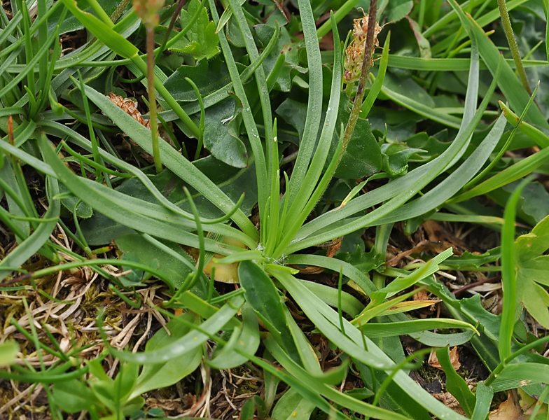 Plantago alpina