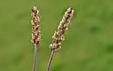 Plantago alpina