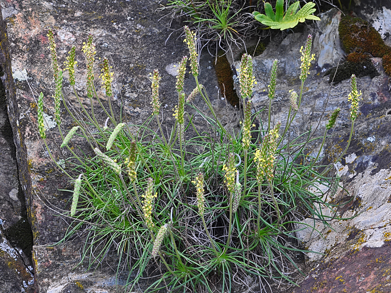 Plantago holosteum