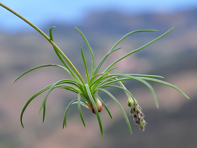 Plantago holosteum