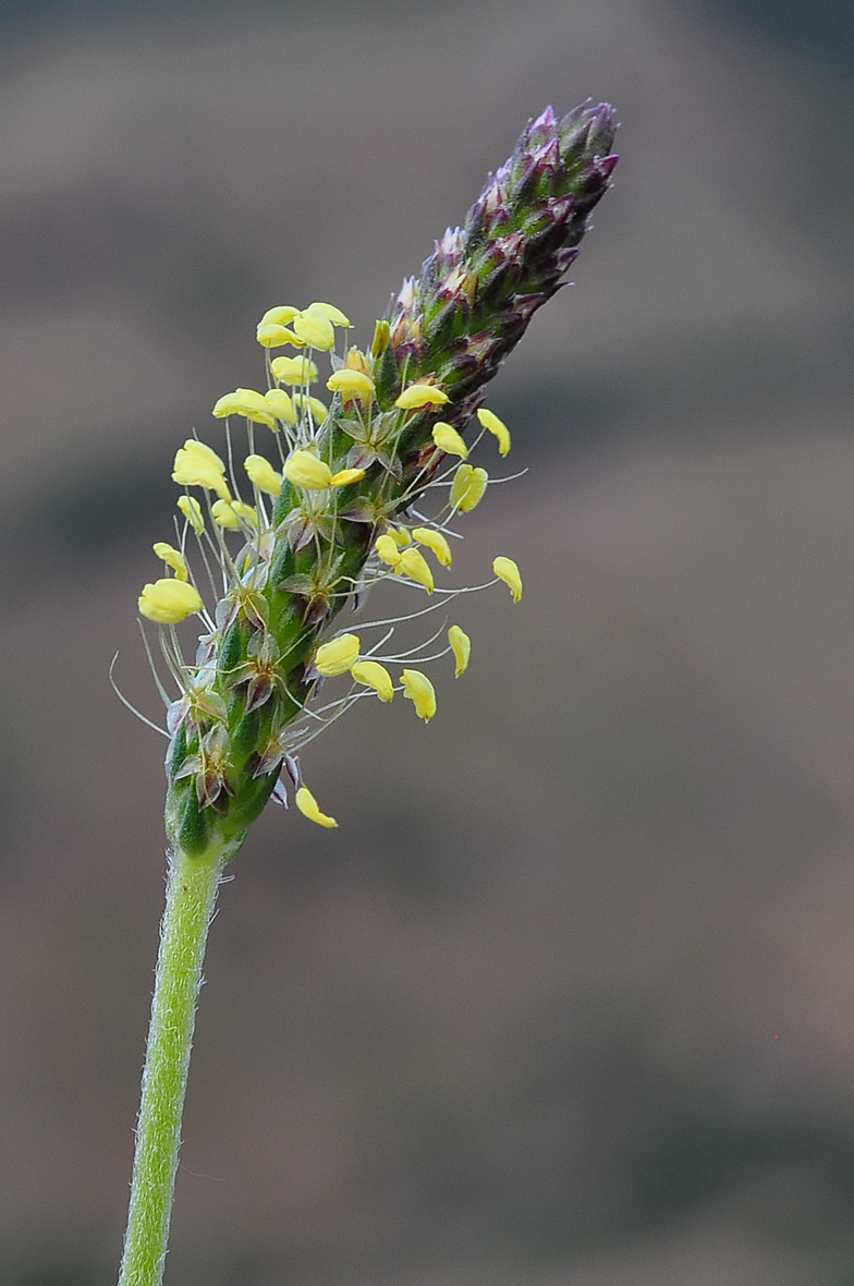 Plantago holosteum